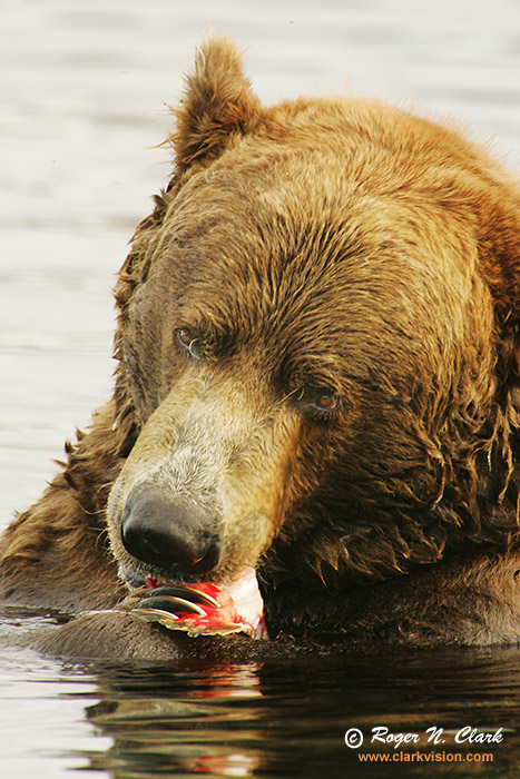 image brown_bear.c09.07.2004.JZ3F1314.b-700.jpg is Copyrighted by Roger N. Clark, www.clarkvision.com