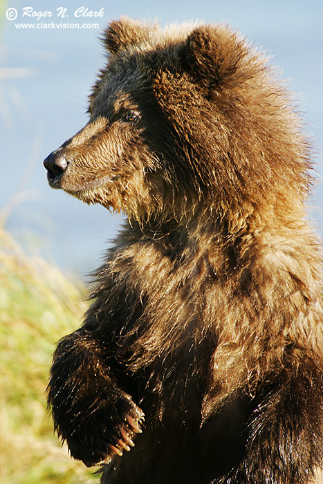 image brown_bear.c09.08.2004.JZ3F1979.b-700.jpg is Copyrighted by Roger N. Clark, www.clarkvision.com