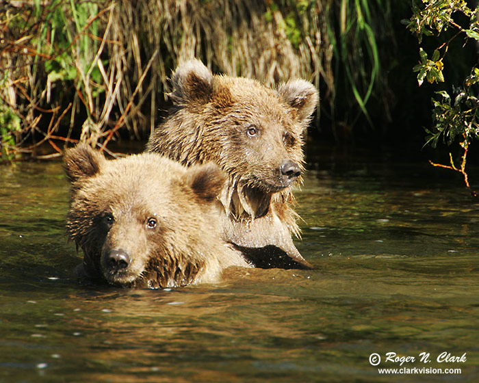 image brown_bear.c09.08.2004.JZ3F2172.b-700.jpg is Copyrighted by Roger N. Clark, www.clarkvision.com