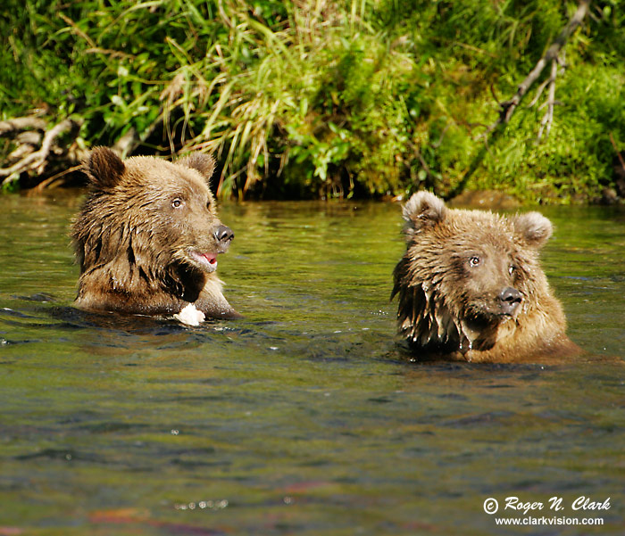 image brown_bear.c09.08.2004.JZ3F2253.b-700.jpg is Copyrighted by Roger N. Clark, www.clarkvision.com