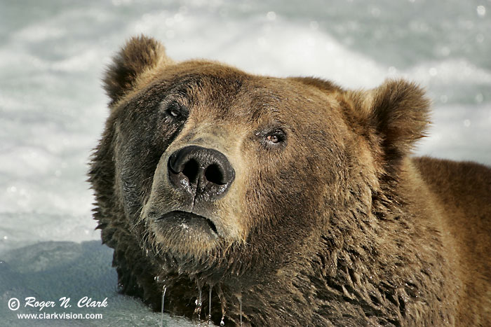 image brown_bear.c09.08.2004.JZ3F2273.b-700.jpg is Copyrighted by Roger N. Clark, www.clarkvision.com