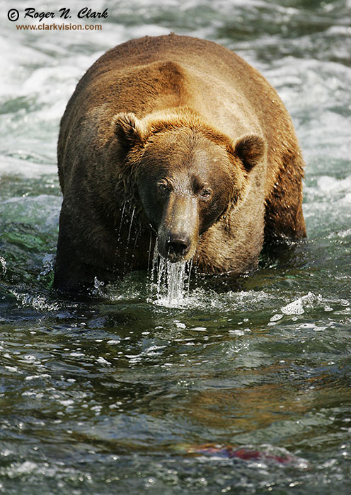 image brown_bear.c09.08.2004.JZ3F2370.b-700.jpg is Copyrighted by Roger N. Clark, www.clarkvision.com