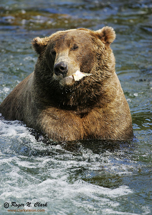 image brown_bear.c09.08.2004.JZ3F2481.b-700.jpg is Copyrighted by Roger N. Clark, www.clarkvision.com