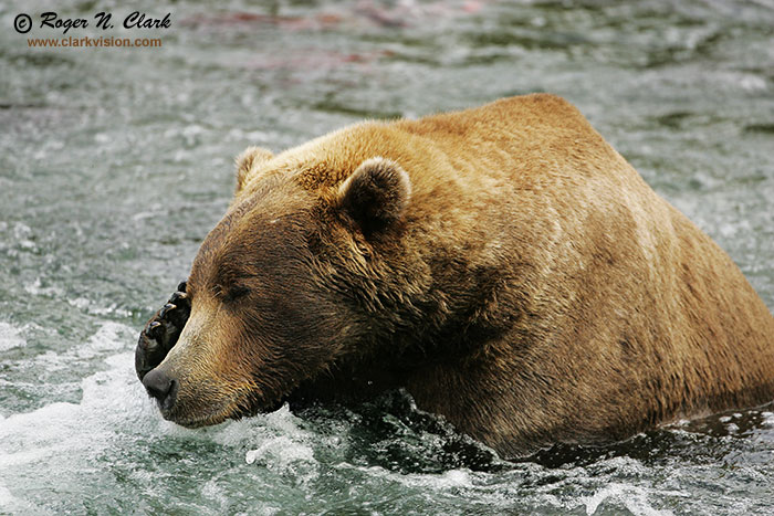 image brown_bear.c09.08.2004.JZ3F2601.b-700.jpg is Copyrighted by Roger N. Clark, www.clarkvision.com