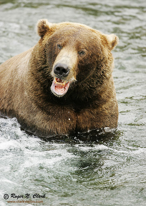 image brown_bear.c09.08.2004.JZ3F2624.b-700.jpg is Copyrighted by Roger N. Clark, www.clarkvision.com