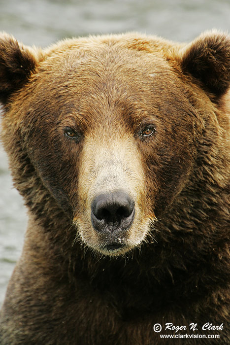 image brown_bear.c09.08.2004.JZ3F2632.b-700.jpg is Copyrighted by Roger N. Clark, www.clarkvision.com