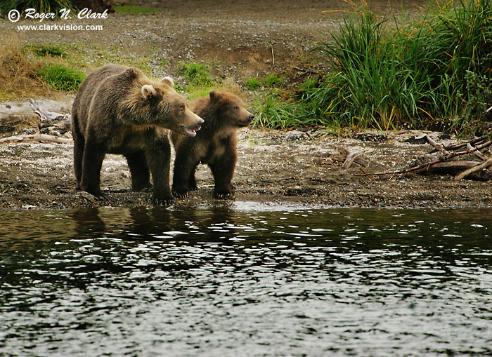 image brown_bear.c09.09.2004.JZ3F2881.b-700.jpg is Copyrighted by Roger N. Clark, www.clarkvision.com