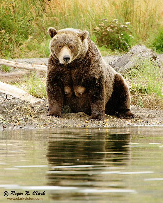image brown_bear.c09.09.2004.JZ3F3309.b-700.jpg is Copyrighted by Roger N. Clark, www.clarkvision.com