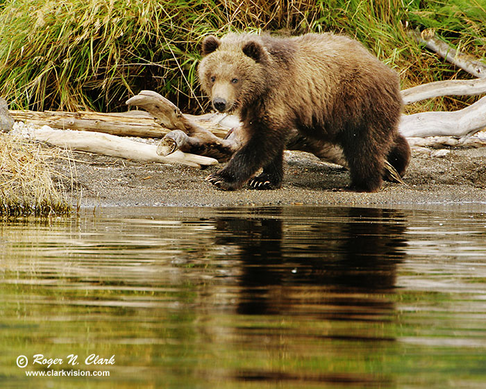 image brown_bear.c09.09.2004.JZ3F3503.b-700.jpg is Copyrighted by Roger N. Clark, www.clarkvision.com