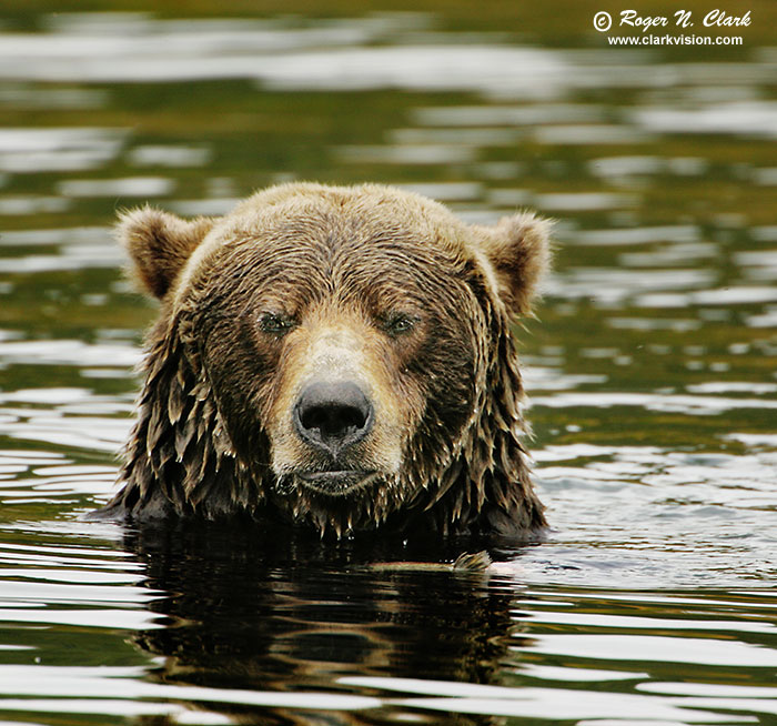 image brown_bear.c09.09.2004.JZ3F3612.b-700.jpg is Copyrighted by Roger N. Clark, www.clarkvision.com