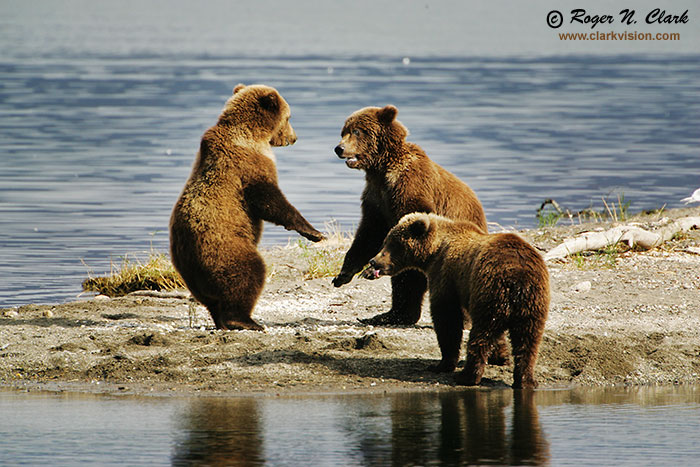 image brown_bear.c09.09.2004.JZ3F3898.b-700.jpg is Copyrighted by Roger N. Clark, www.clarkvision.com