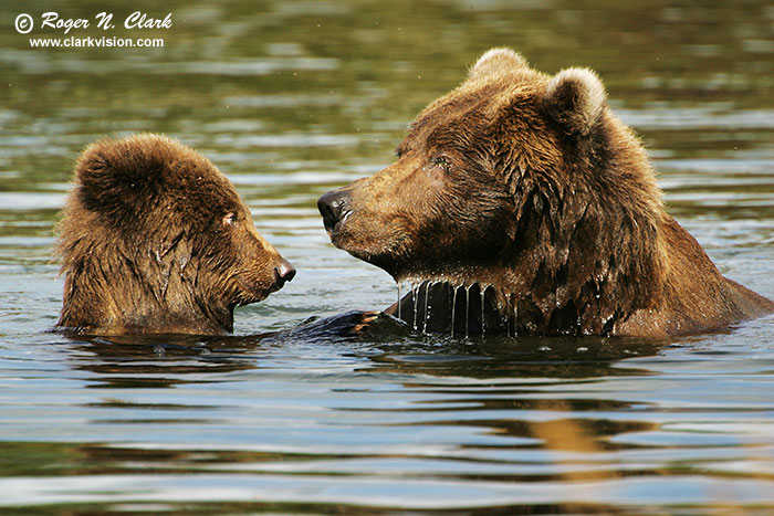 image brown_bear.c09.09.2004.JZ3F4010.b-700.jpg is Copyrighted by Roger N. Clark, www.clarkvision.com
