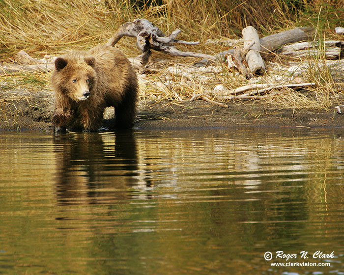 image brown_bear.c09.09.2004.JZ3F4104.b-700.jpg is Copyrighted by Roger N. Clark, www.clarkvision.com