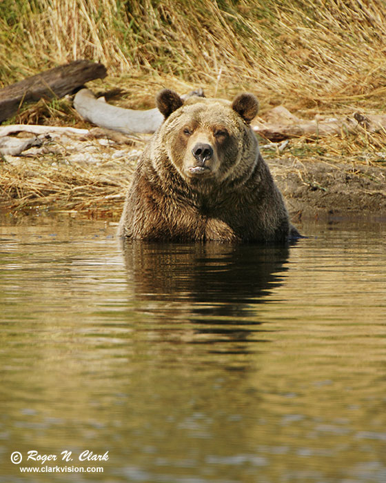 image brown_bear.c09.09.2004.JZ3F4287.b-700.jpg is Copyrighted by Roger N. Clark, www.clarkvision.com