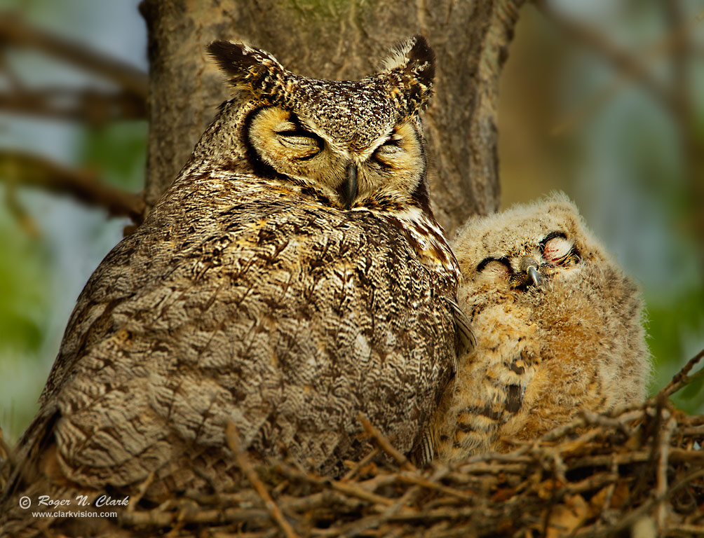 ClarkVision Photograph Happy Mothers Day Great Horned Owl and Baby