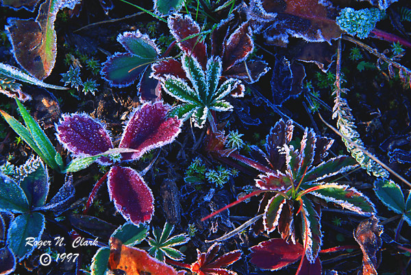 image c092997.03.14z-600.frost.jpg is Copyrighted by Roger N. Clark, www.clarkvision.com