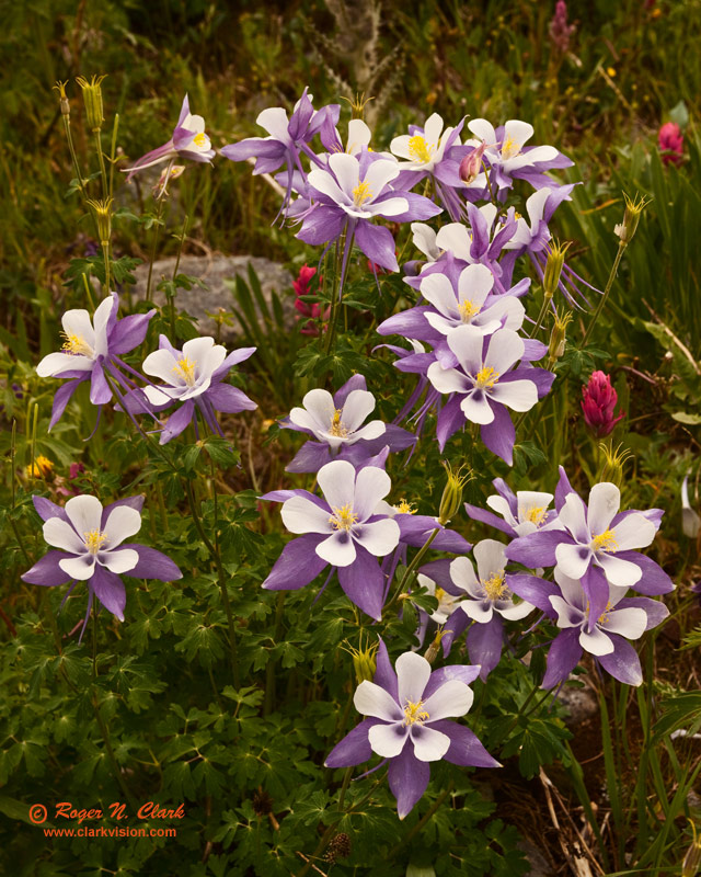 columbine.c07.25.2010.rclark.img_4800+01.e-800.jpg
                       is Copyrighted by Roger N. Clark, www.clarkvision.com