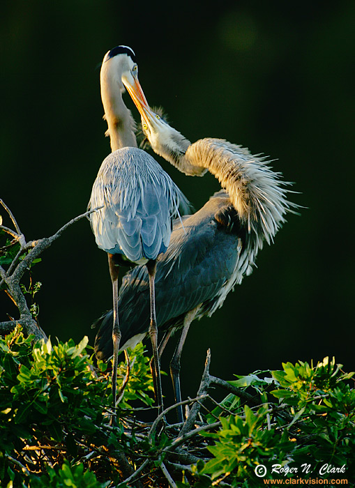 image great.blue.herons.the.kiss.JZ3F8149.f-700.jpg is Copyrighted by Roger N. Clark, www.clarkvision.com