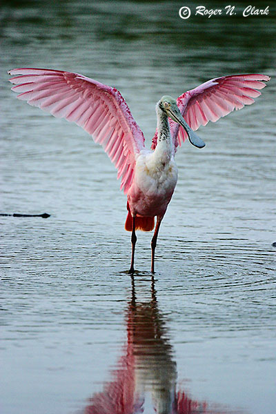 image spoonbill.c03.02.2004.img_0275.c-600.jpg is Copyrighted by Roger N. Clark, www.clarkvision.com