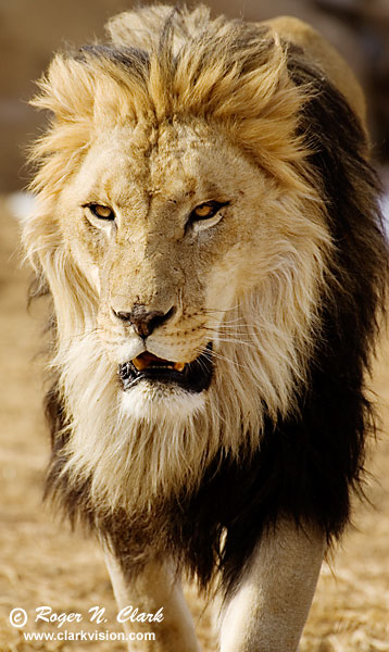 lion photo gallery