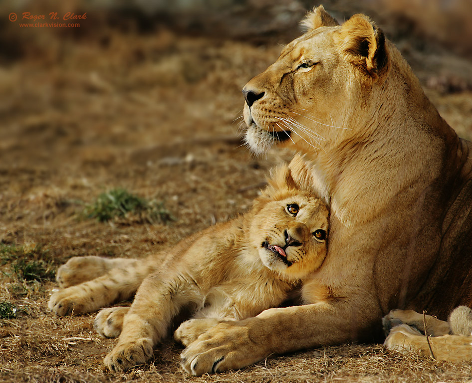 image mother+cub.lion.JZ3F8747-50.e-946.jpg is Copyrighted by Roger N. Clark, www.clarkvision.com