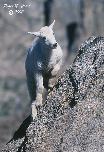 http://www.clarkvision.com/galleries/images.mt-evans.goats/web/c071302.05.36-600.baby.goat.jpg
