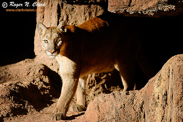 image mtn.lion.c02.08.2004.img_6759b-600.jpg is Copyrighted by Roger N. Clark, www.clarkvision.com