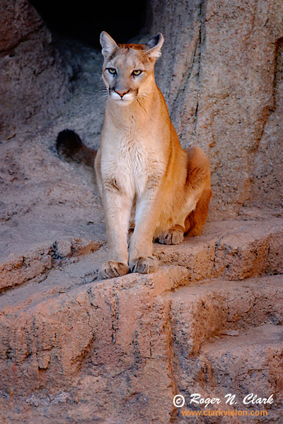 image mtn.lion.c02.08.2004.img_6804b-600.jpg is Copyrighted by Roger N. Clark, www.clarkvision.com