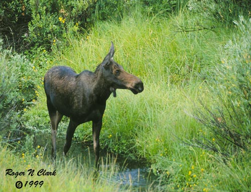 image c081199_02_08-moose.jpg is Copyrighted by Roger N. Clark, www.clarkvision.com