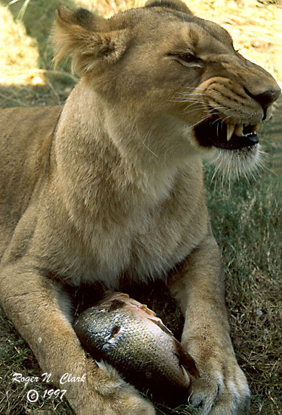 image c101697.02.25a1.lion.jpg is Copyrighted by Roger N. Clark, www.clarkvision.com