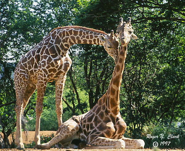 image c120497.04.33a-600.love.giraffs3.jpg is Copyrighted by Roger N. Clark, www.clarkvision.com