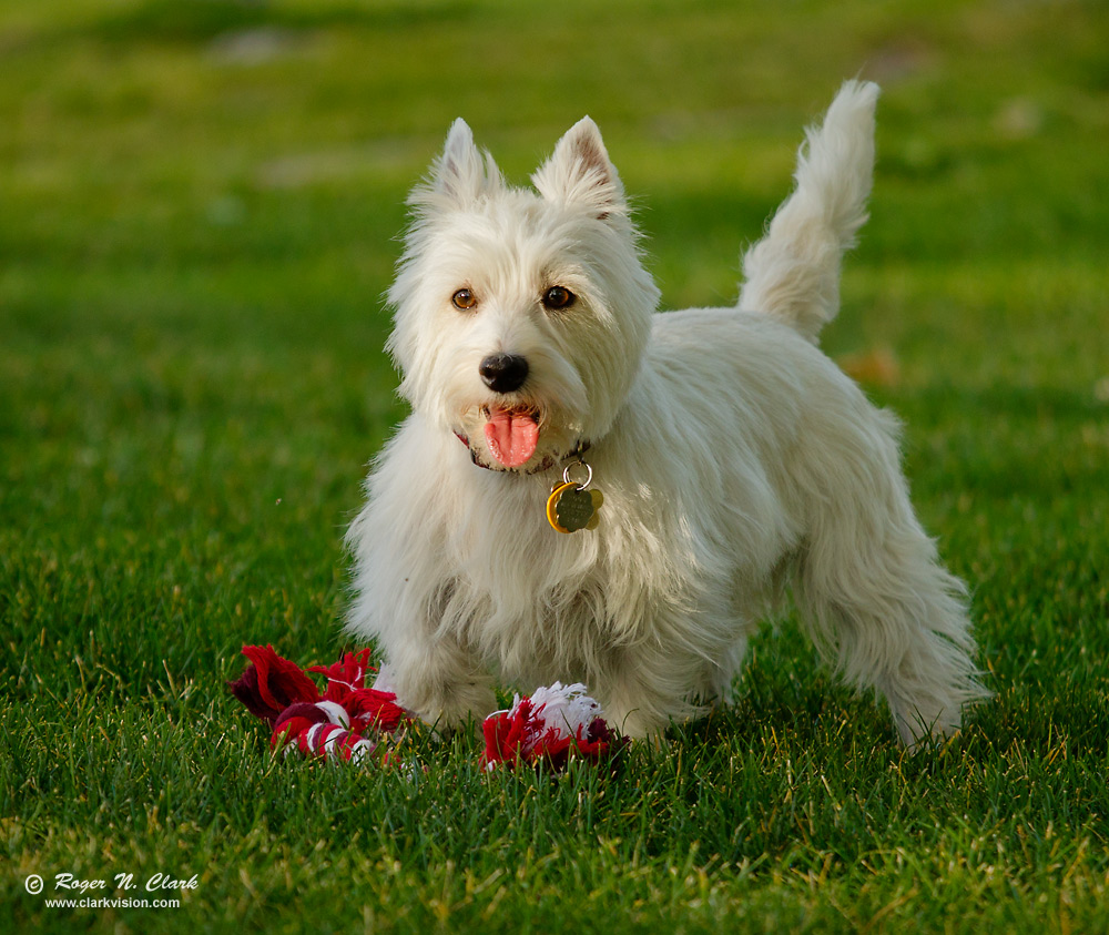 image gracie.c09.26.2011.c45i1832.b-1000.jpg is Copyrighted by Roger N. Clark, www.clarkvision.com