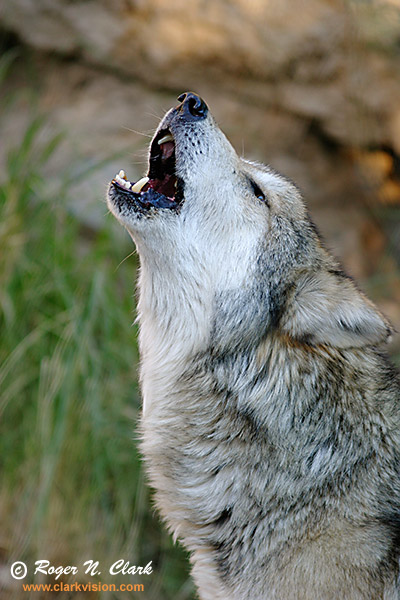 <img:http://www.clarkvision.com/galleries/images.wolves/web/wolf.c02.08.2004.img_6940b-600.jpg>