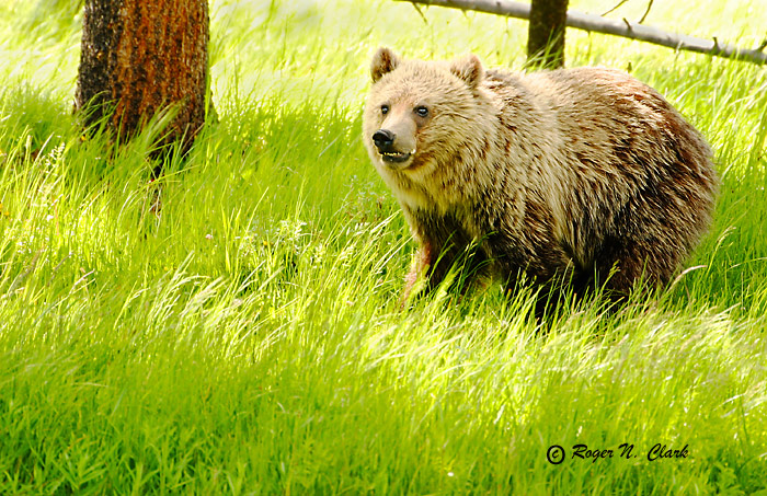 image grizzly.bear.c07.03.2003.IMG_5739.c-700.jpg is Copyrighted by Roger N. Clark, www.clarkvision.com
