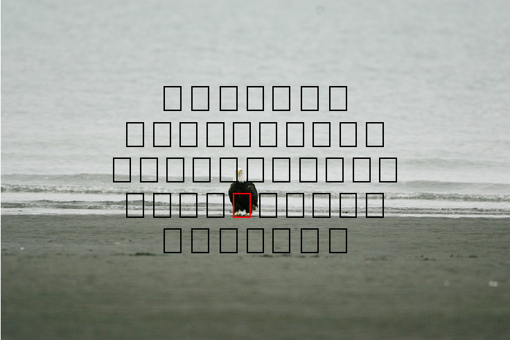 image eagle.09.15.2008.jz3f3010.af-b.jpg
