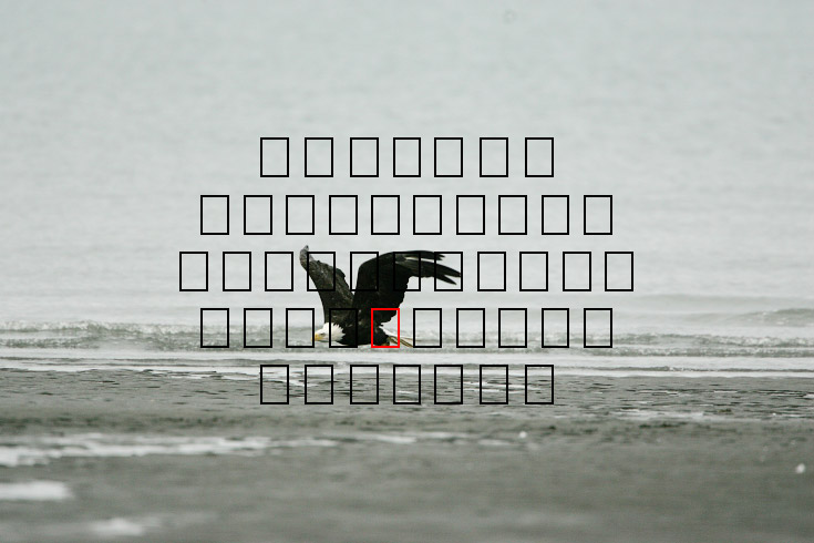 image eagle.09.15.2008.jz3f3016.af-b.jpg