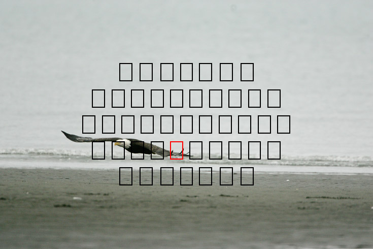image eagle.09.15.2008.jz3f3023.af-b.jpg