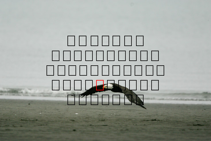 image eagle.09.15.2008.jz3f3026.af-b.jpg