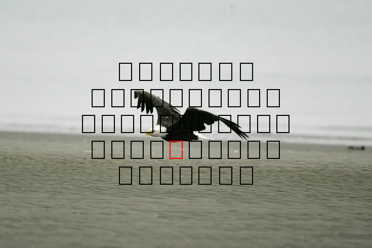 image eagle.09.15.2008.jz3f3032.af-b.jpg