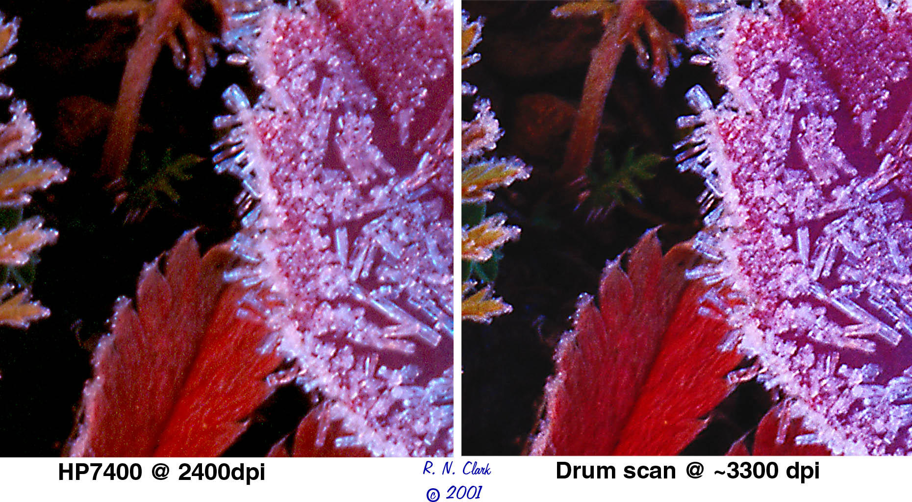 Roger N. Clark's Photography a scanner comparison