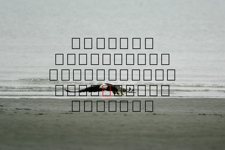 image eagle.09.15.2008.jz3f3012.af-b.jpg