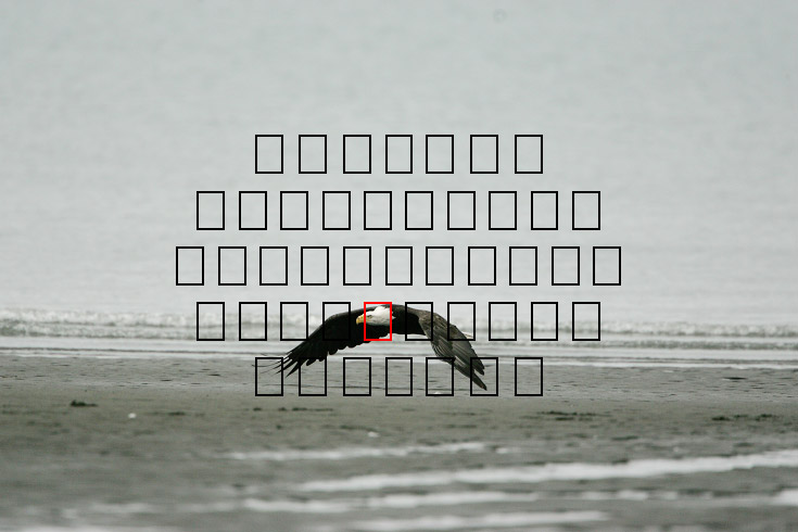 image eagle.09.15.2008.jz3f3018.af-b.jpg