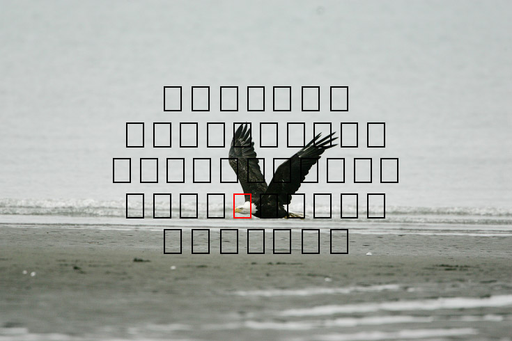 image eagle.09.15.2008.jz3f3019.af-b.jpg