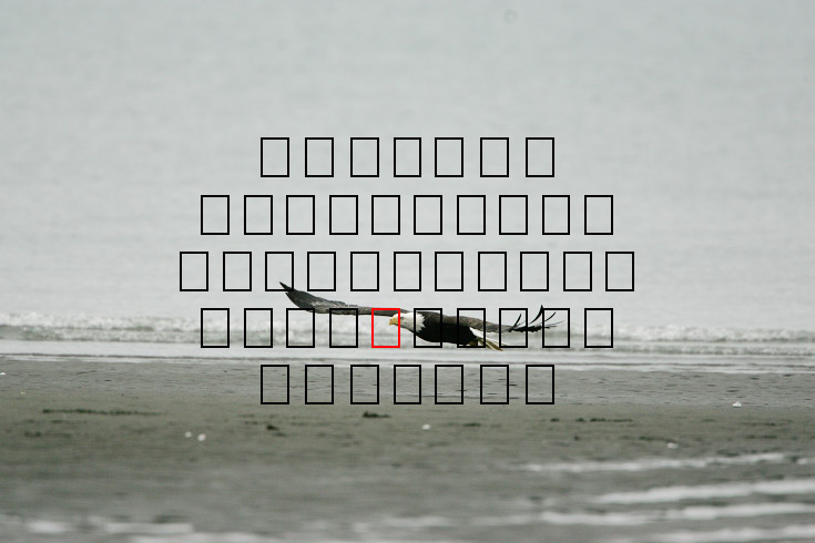 image eagle.09.15.2008.jz3f3020.af-b.jpg