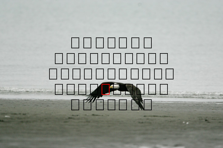 image eagle.09.15.2008.jz3f3021.af-b.jpg