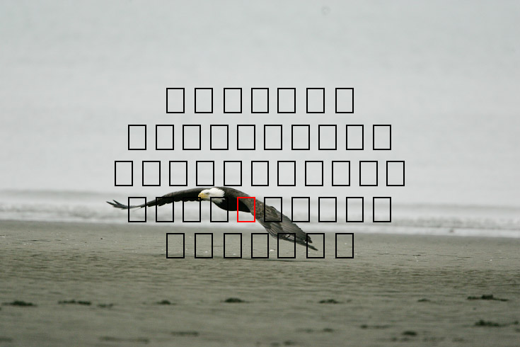 image eagle.09.15.2008.jz3f3027.af-b.jpg