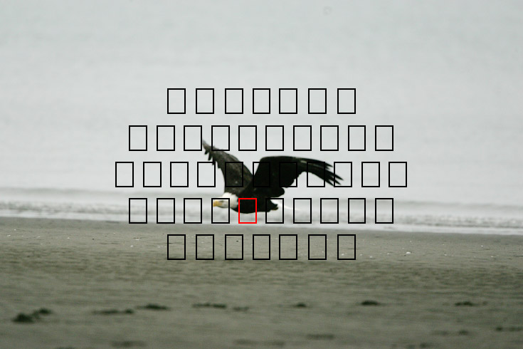 image eagle.09.15.2008.jz3f3028.af-b.jpg