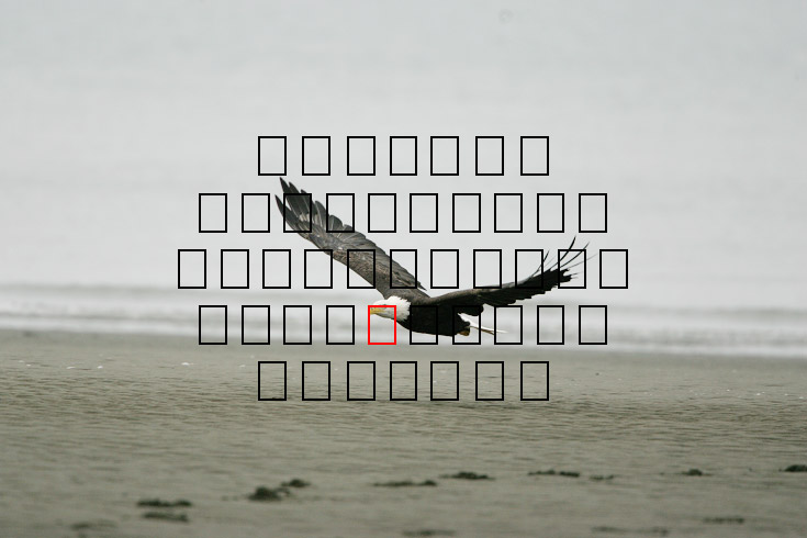 image eagle.09.15.2008.jz3f3029.af-b.jpg