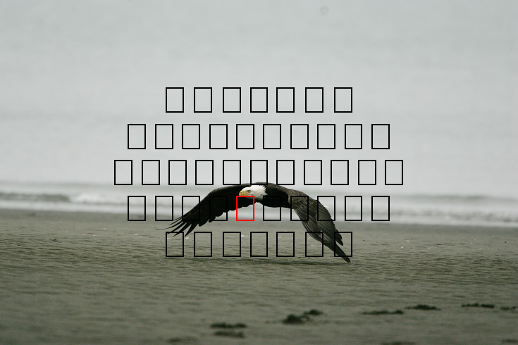 image eagle.09.15.2008.jz3f3030.af-b.jpg